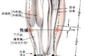 飞扬(Fēiyáng)穴 - 腿部穴位