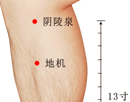 地机(Dìjī)穴 - 腿部穴位