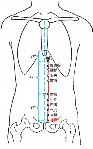 横骨(Hénggǔ)穴 - 腹部穴位